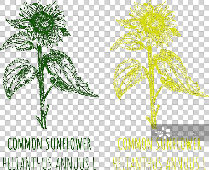 手绘的普通向日葵图片素材