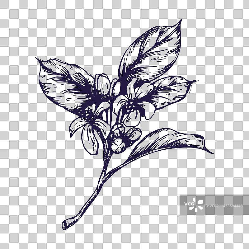 带有花蕾和叶子的柠檬树枝图片素材