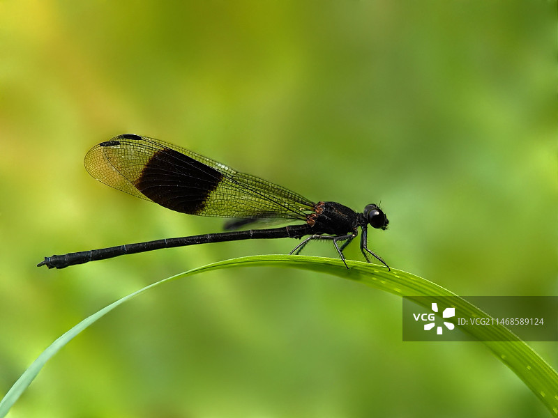 小精灵图片素材