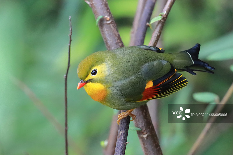 相思鸟图片素材
