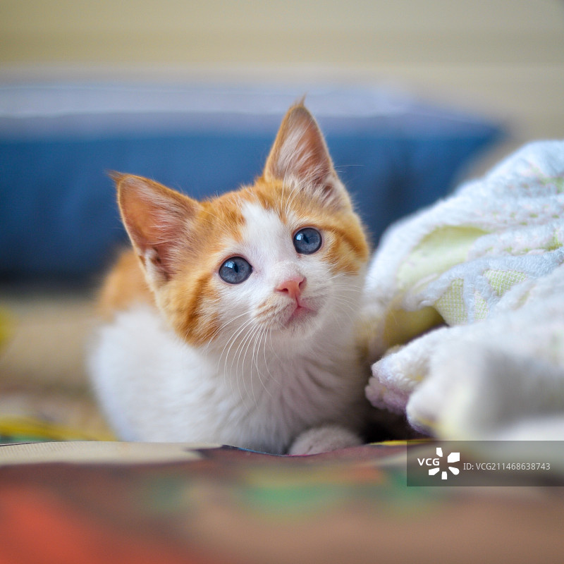 趴在床上的小橘猫图片素材