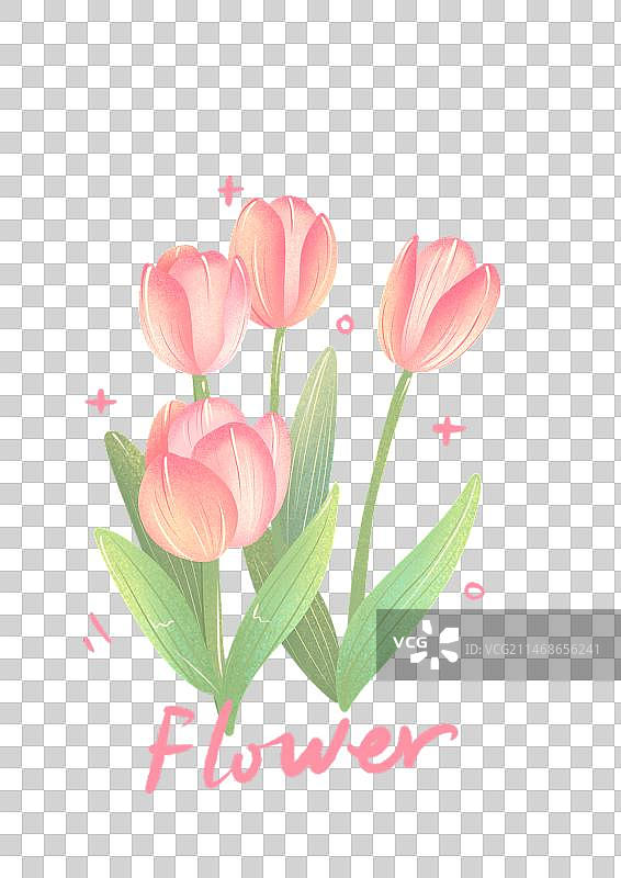 郁金香插画图片素材