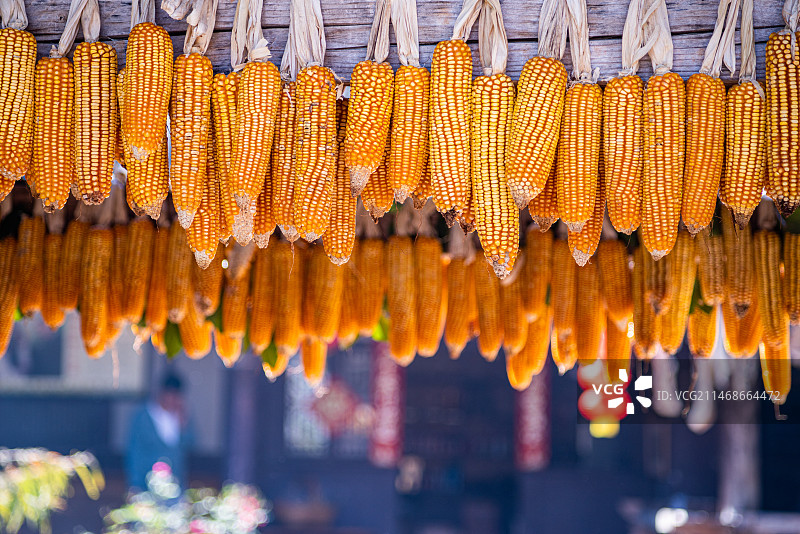挂在屋檐的玉米棒,秋收粮食主题图片素材
