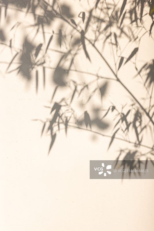 白墙上的竹影图片素材