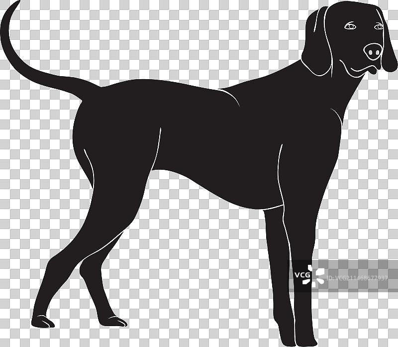 站立的黑色魏玛犬图片素材