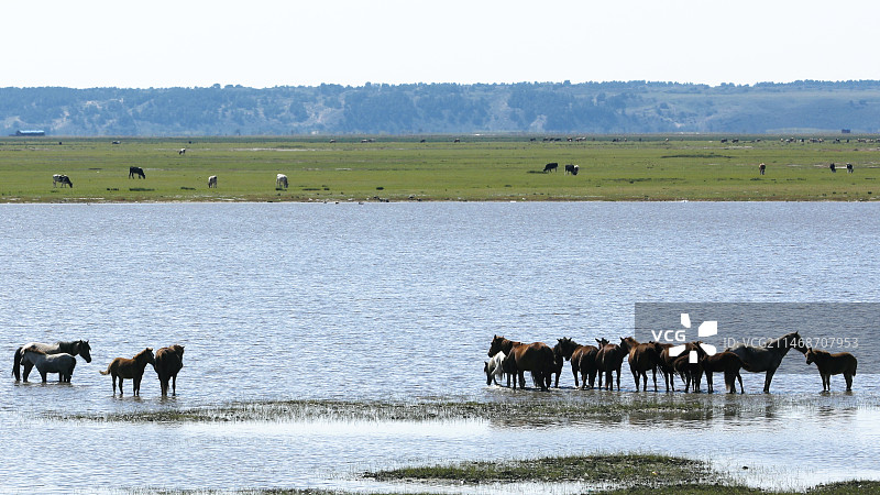 呼伦贝尔大草原图片素材