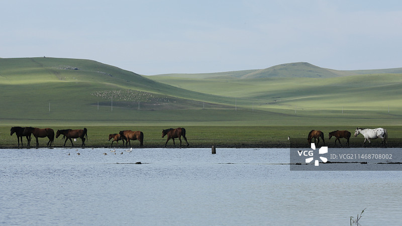 呼伦贝尔大草原图片素材