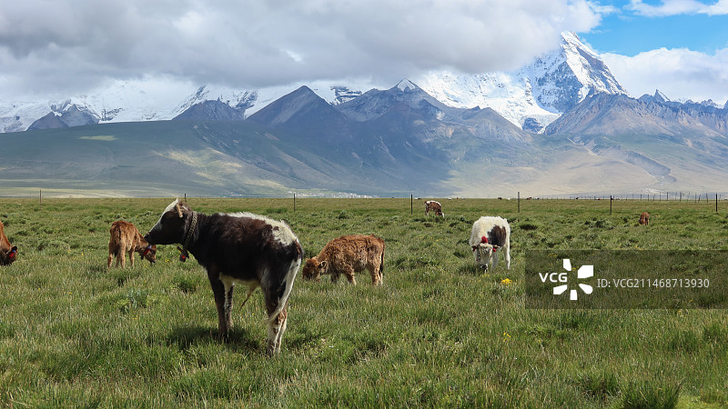 西藏亚东县卓木拉日雪山图片素材