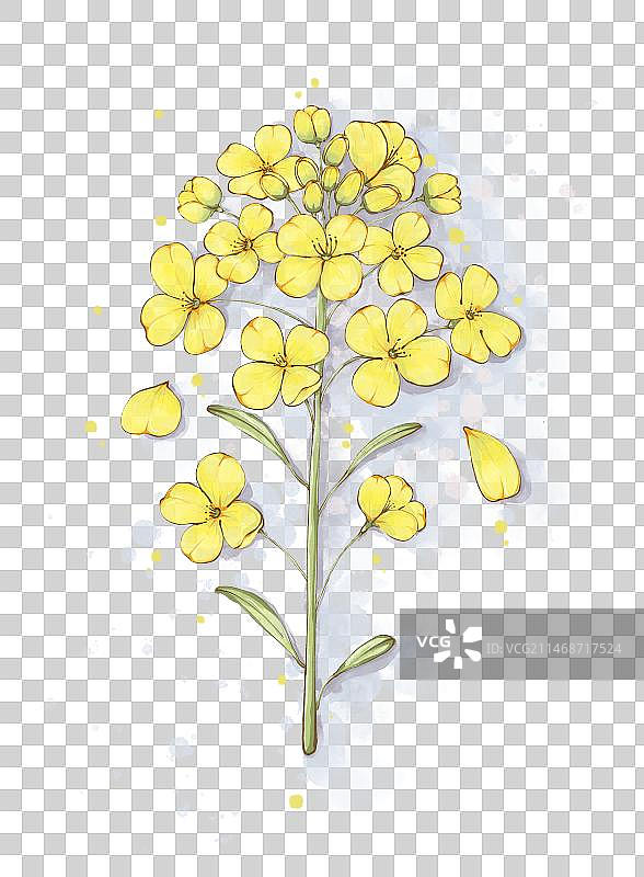 手绘水彩油菜花插画图片素材
