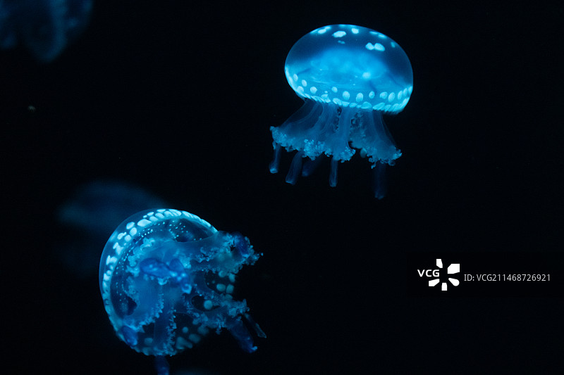 水族馆中漂浮的巴布亚硝水母图片素材