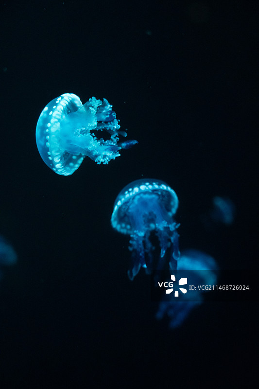 水族馆中漂浮的巴布亚硝水母图片素材