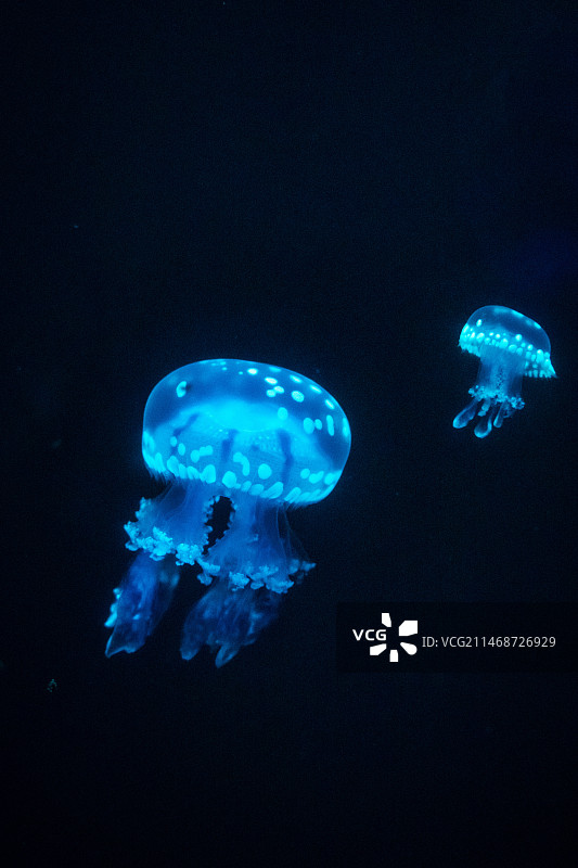 水族馆中漂浮的巴布亚硝水母图片素材