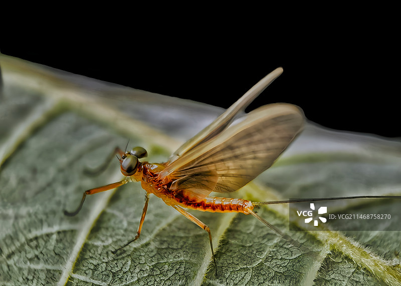 叶上蜉蝣图片素材