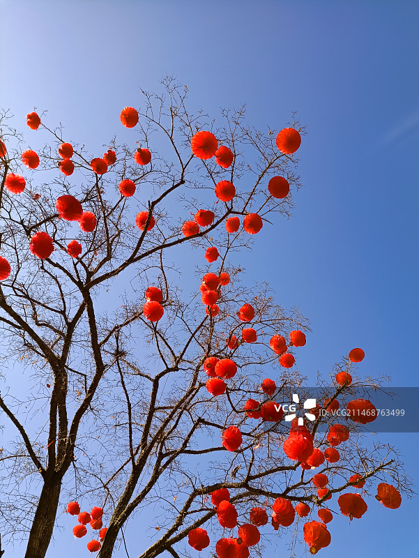冬天里，天空背景下的树木枝条，和树上挂满的小红灯笼。图片素材