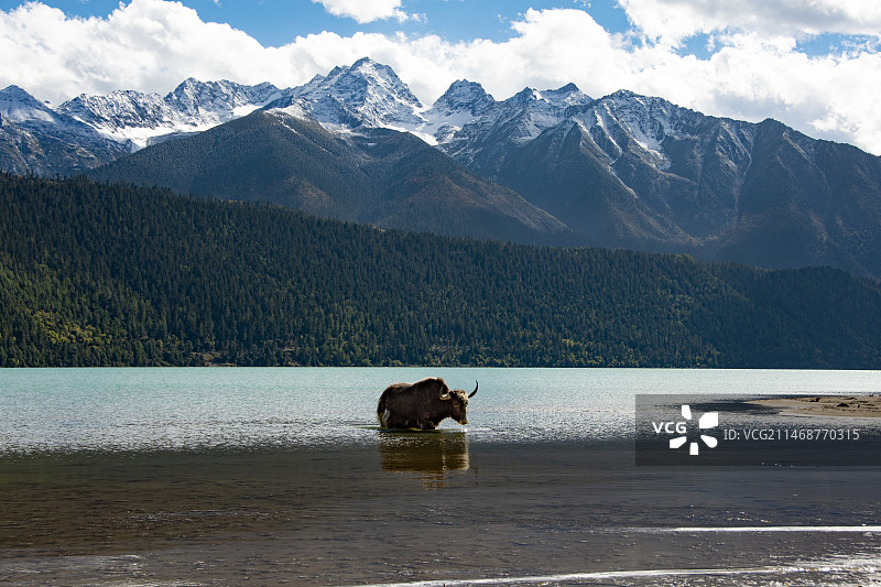 黑色藏牦牛在圣湖沐浴图片素材