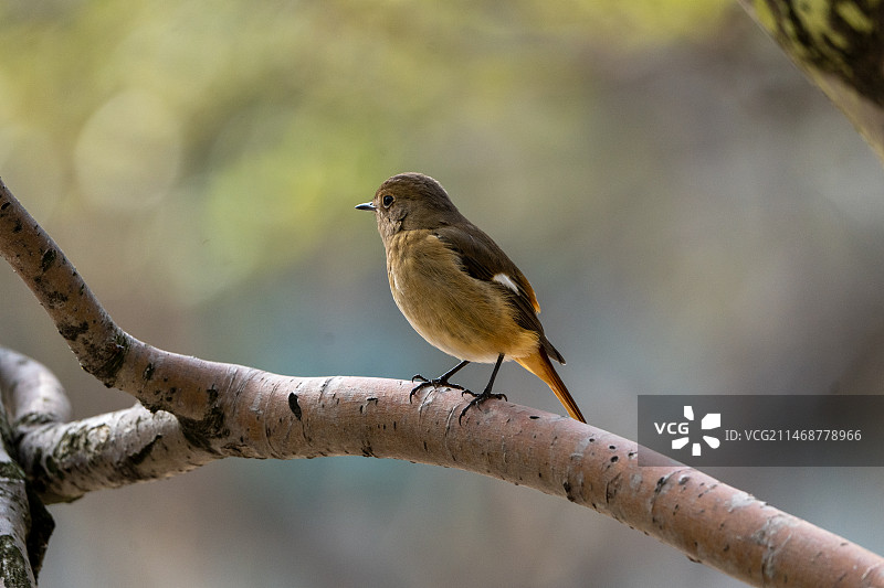 北红尾鸲图片素材