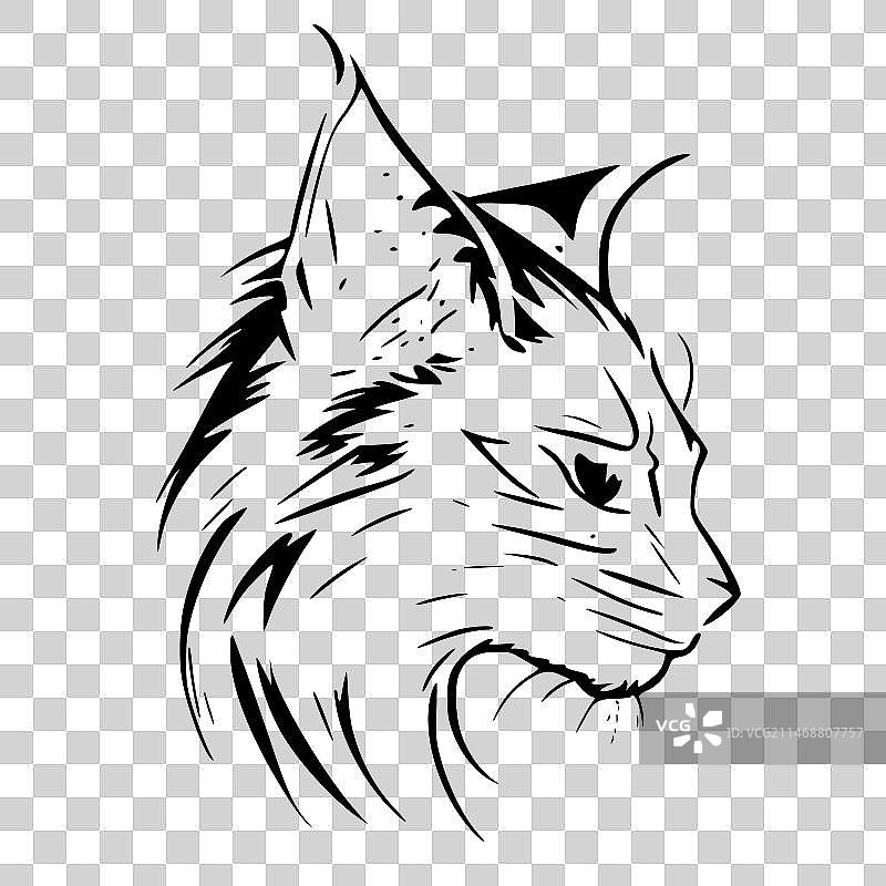 野猫 - 黑白图片素材