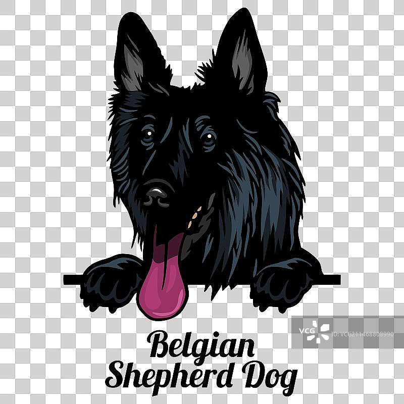 比利时牧羊犬 - 彩色小狗品种图片素材