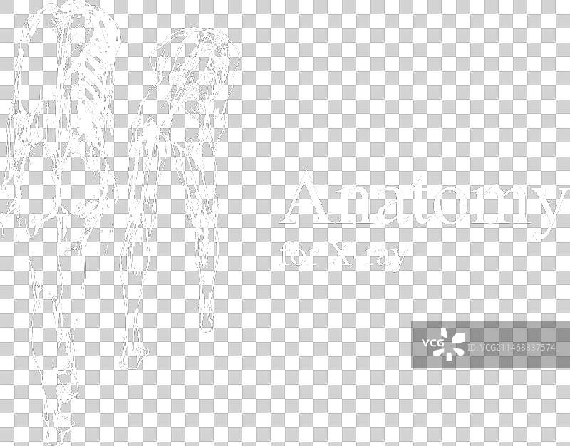 X光视图人体解剖图片素材