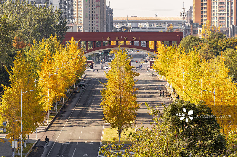 成都市西南交通大学银杏景色图片素材