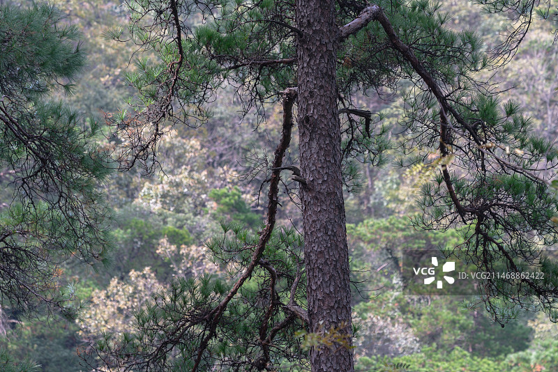 远安县大堰原始森林马尾松特写图片素材