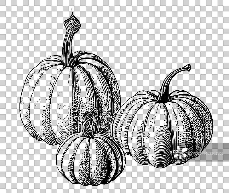 南瓜复古手绘草图图片素材