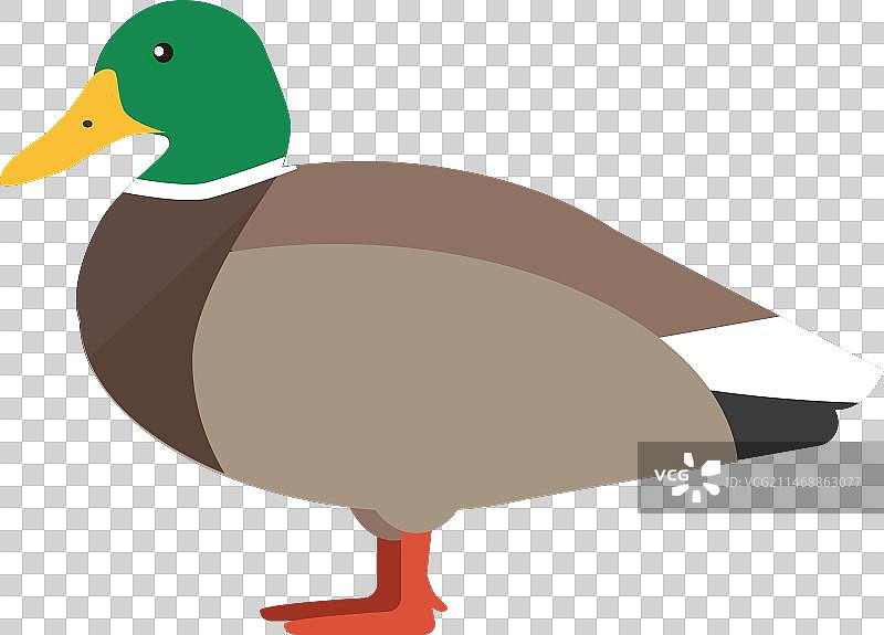 鸭子侧视图（扁平风格）图片素材