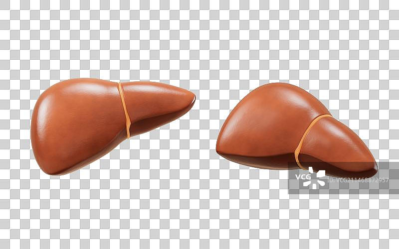 肝脏器官与生物医学3D渲染图片素材