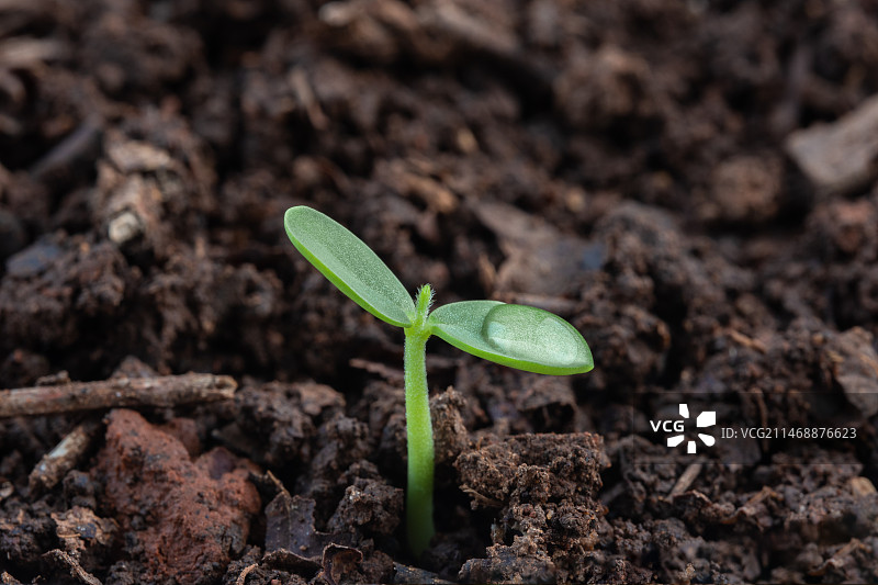 幼苗发芽图片素材