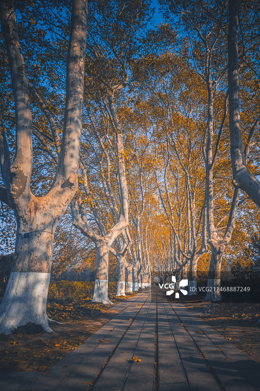 秋天森林里的树木-南京石像路图片素材