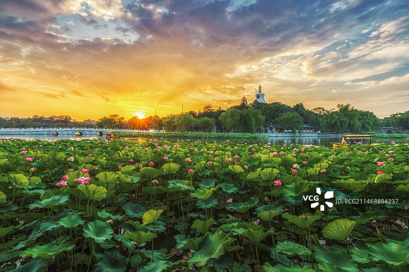 北京 夏季日落时的北海公园 荷花图片素材