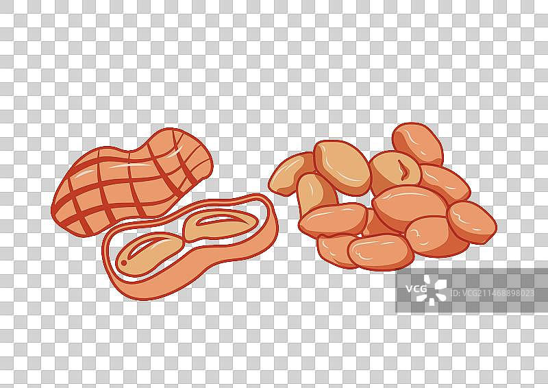 手绘花生仁花生粒矢量插画图片素材