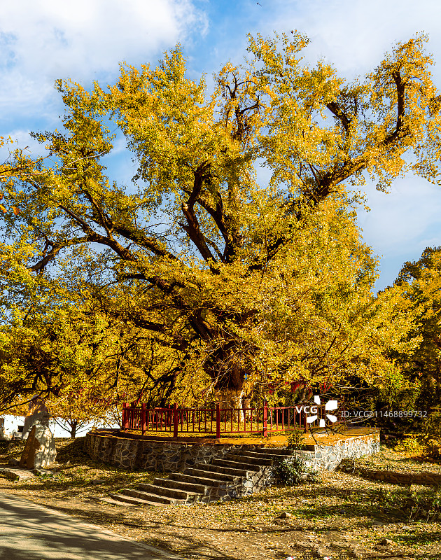 湖北钱冲银杏谷古银杏 -虚怀若谷图片素材