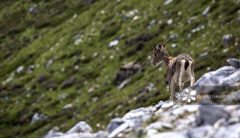 稻城亚丁珍珠湖山上的岩羊图片素材