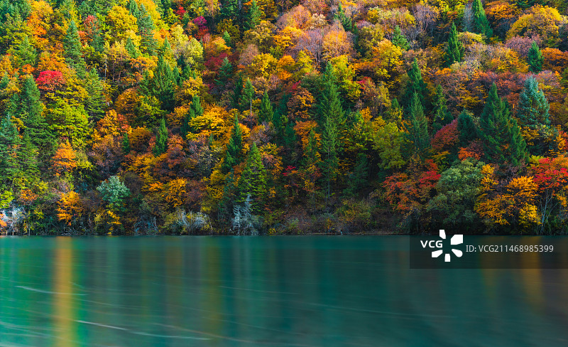 四川阿坝黑水县奶子沟彩林图片素材