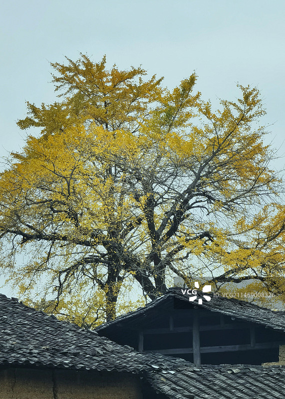 政和县大岭古银杏图片素材