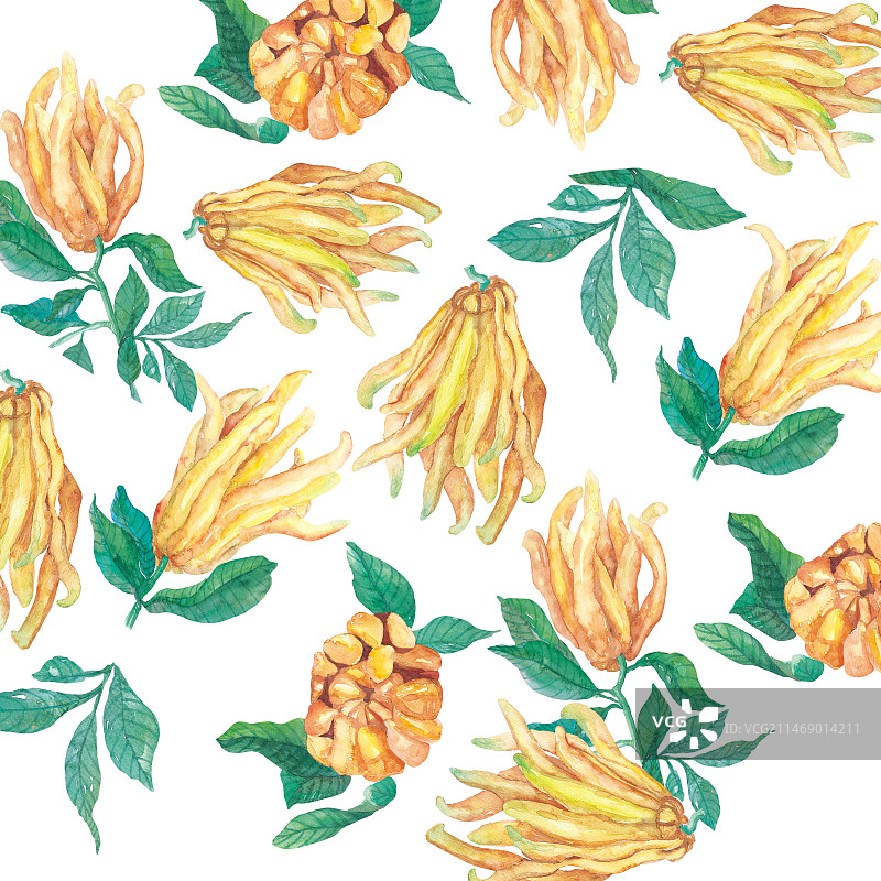 水彩佛手-手绘图片素材