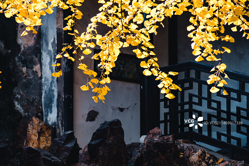 锡惠名胜区银杏图片素材