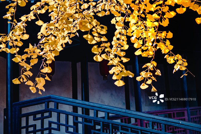 锡惠名胜区银杏图片素材