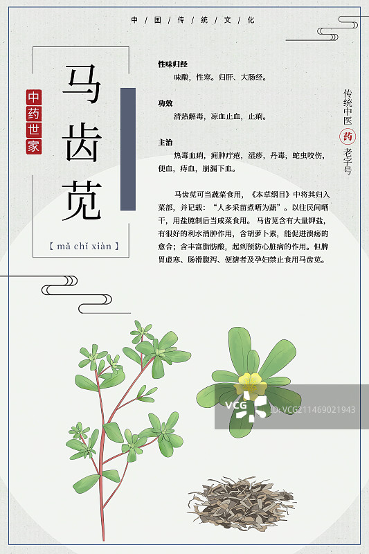马齿苋模版图片素材