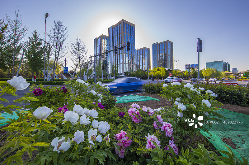 亦庄牡丹花图片素材