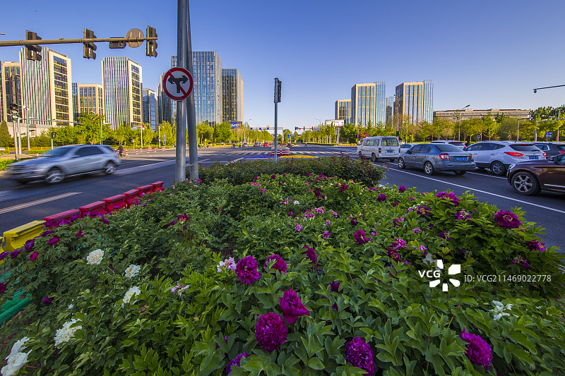 亦庄牡丹花图片素材