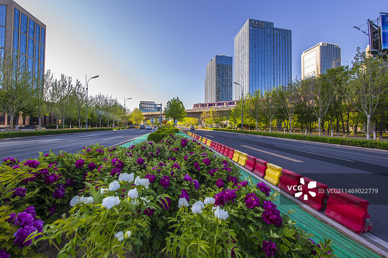 亦庄牡丹花图片素材