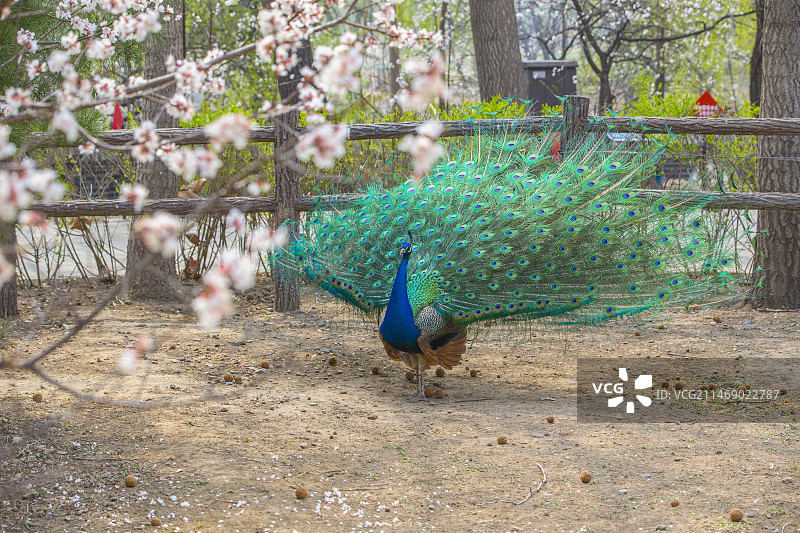 麋鹿苑中的孔雀图片素材