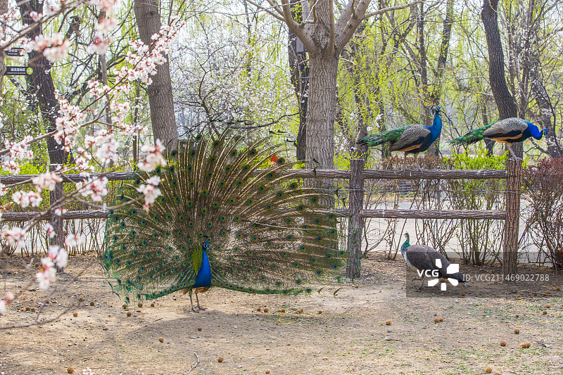 麋鹿苑中的孔雀图片素材