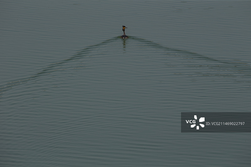 南海子麋鹿苑图片素材