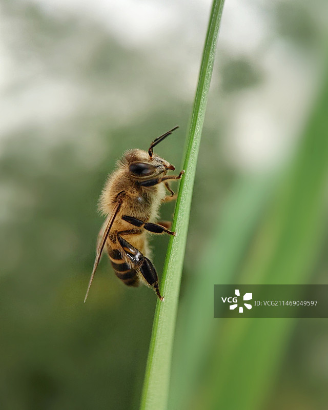小蜜蜂图片素材