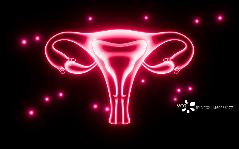 女性子宫模型解剖图3D渲染图片素材