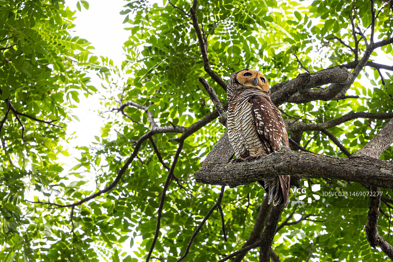 野外的点斑林鸮图片素材