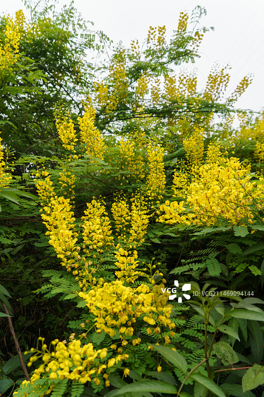 夏日乡村热烈绽放的云实图片素材